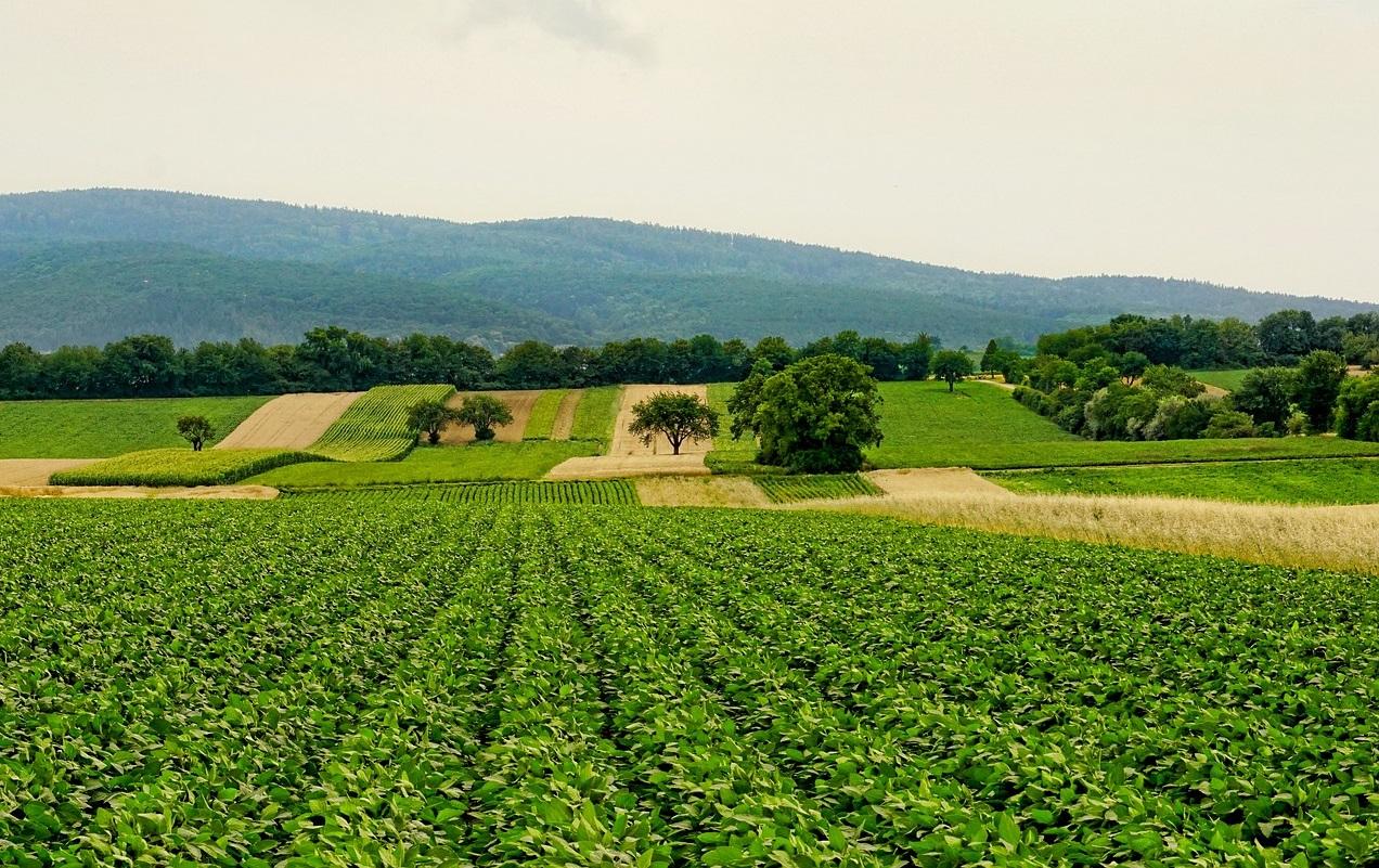 Image representing sustainable food systems, e.g., vertical farming or plant-based products